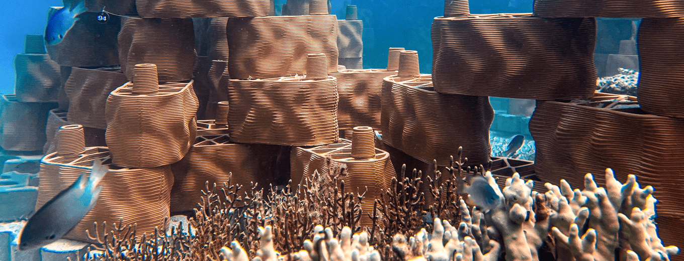 Swiss innovation to preserve coral reefs